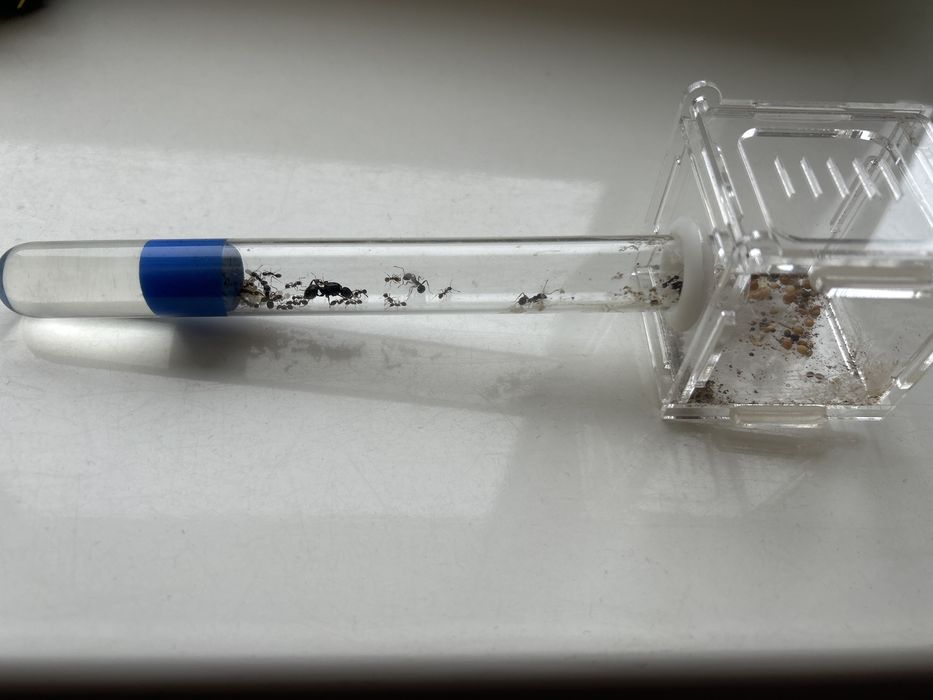 Колония муравьев Messor Structor