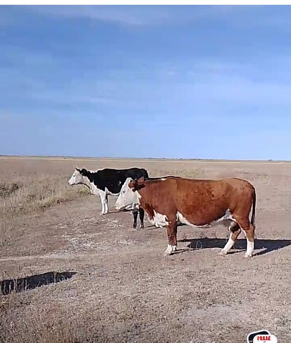 Сиыр сату куздік семіз