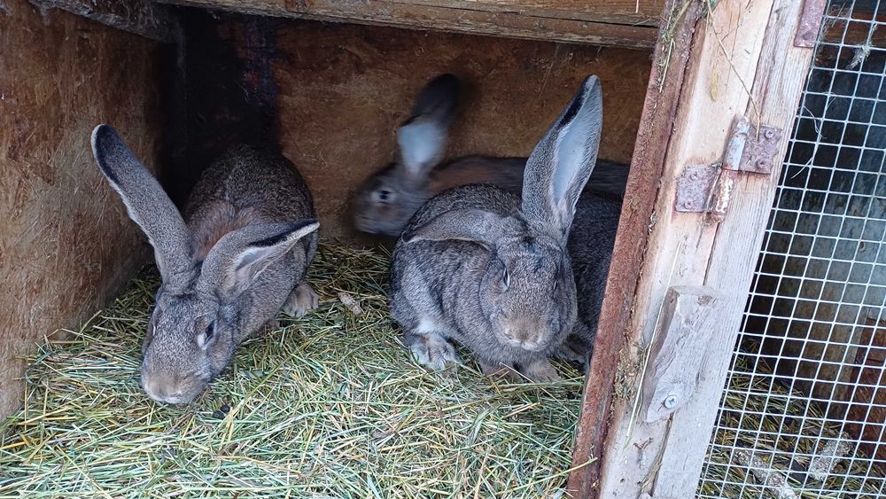 Vand iepuri femele - pui