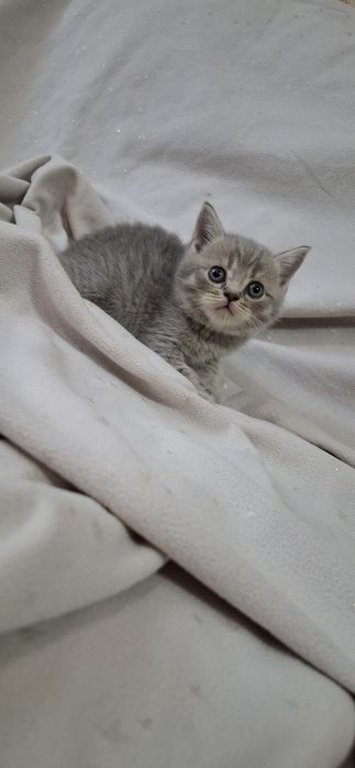 Шотландские котята скоттиш страйт