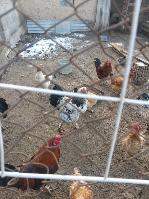 продаётся молодые петухи