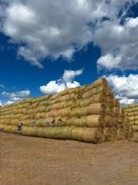 Солома 500кг    ,