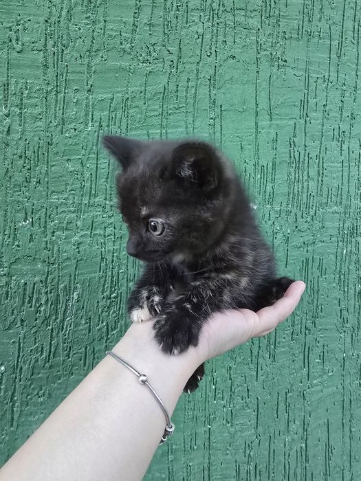 Котенок в добрые руки