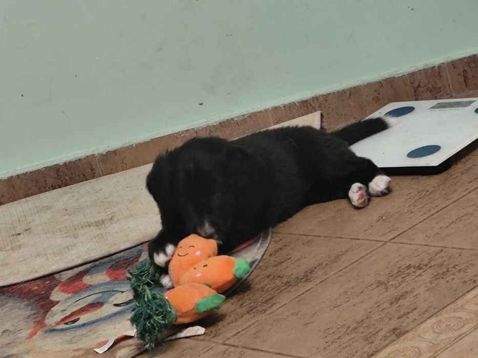 Подаряват се на грижовни стопани!