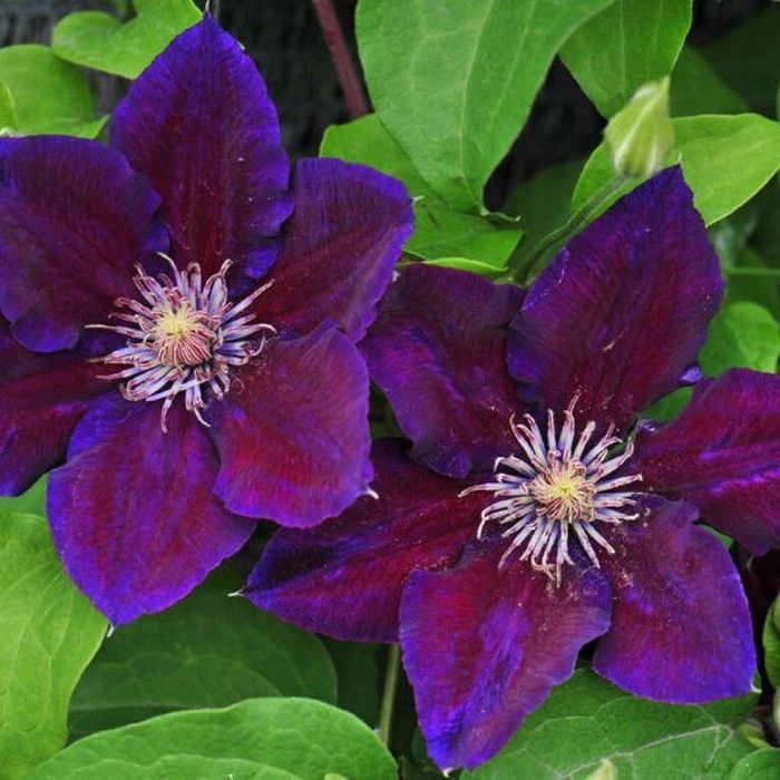 Климатис биринчи кул оптом