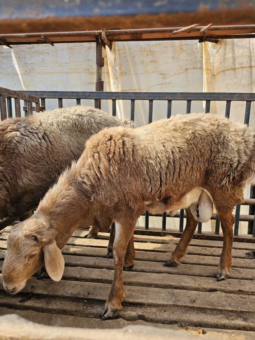 Qirg'iz qo'chqorla sotiladi