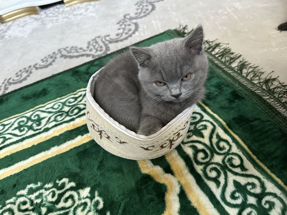Британски котенок