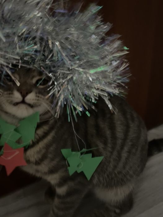 Отдам вислоухого кота в добрые руки