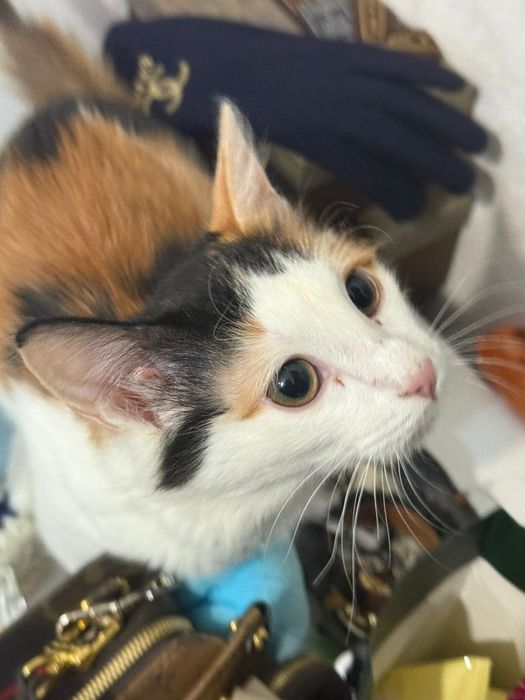 Отдаем кошку в хорошие руки