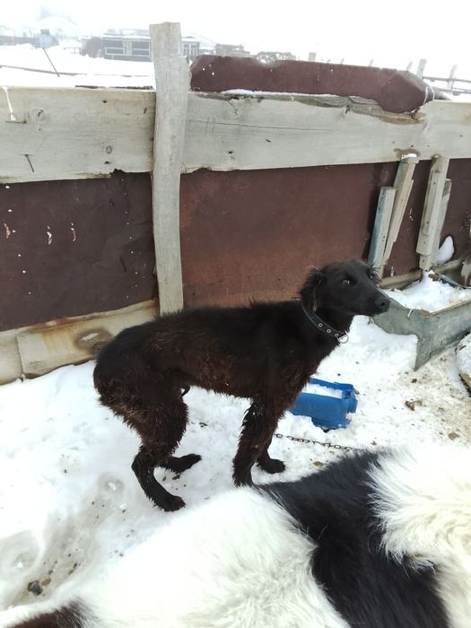 Тазы обмен айфон бар 11 12 13