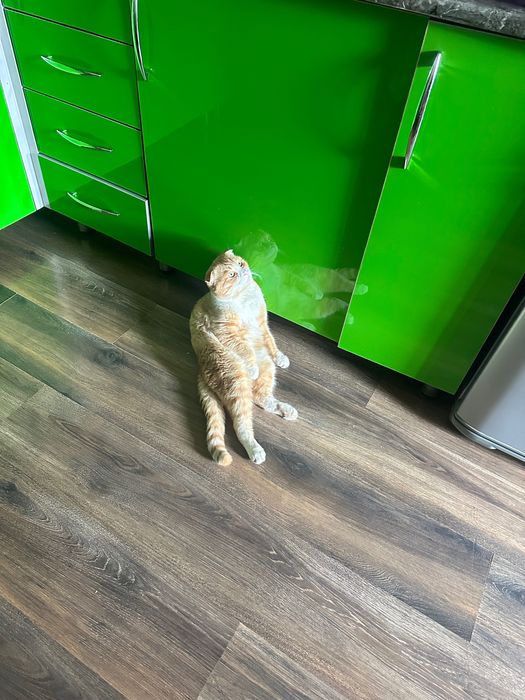 Кот, вислоухий.  Рыжик