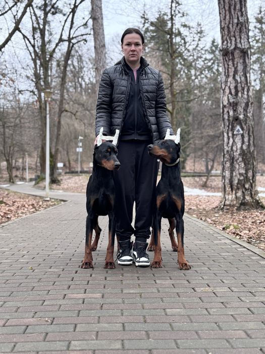 Doberman junior cu pedigree