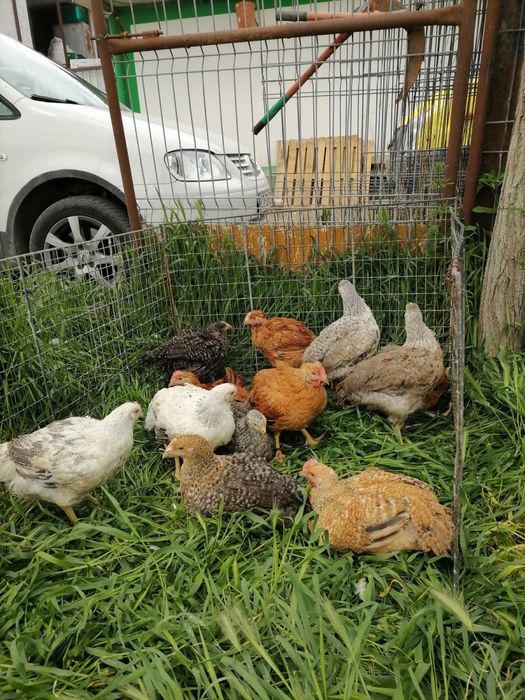 Pui rasa mixtă kabir si porumbaci si gât golaș