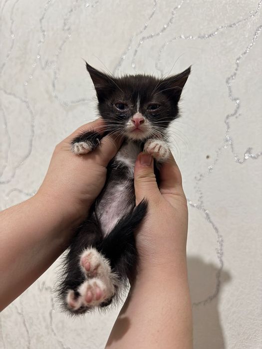 Отдаю котят в добрую руки