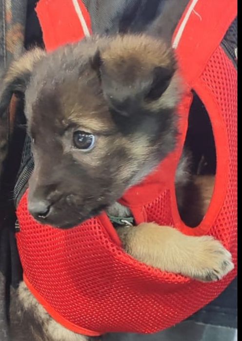 Щенок Мальчик в хорошие руки