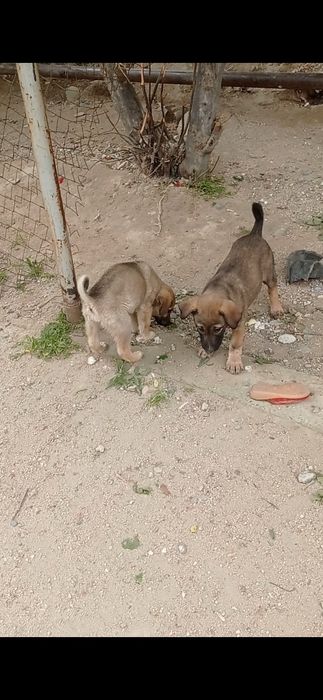 Отдам собачки хорошие руки