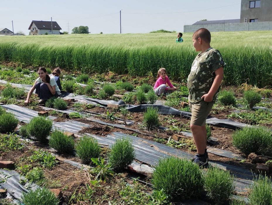 Tufe butași lavanda levănțică aclimatizați Berceni  Ilfov/ Apărătorii