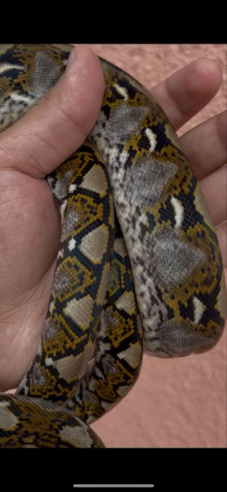 Сетчатый питон змея