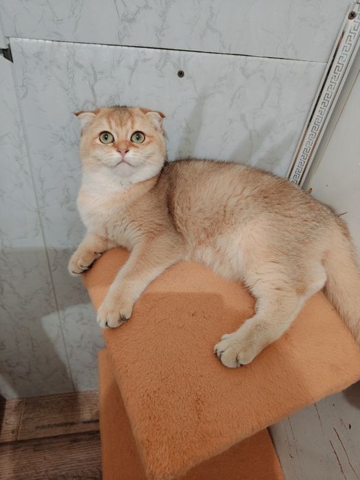 Шиншилла Фолд золотая 5мес