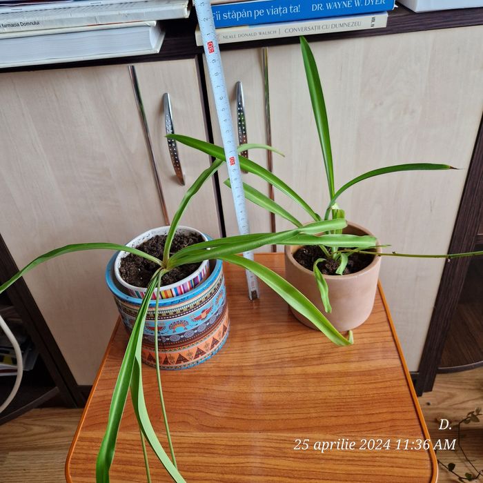 Planta voalul miresei