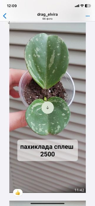 Хойи . Комнатные растения.