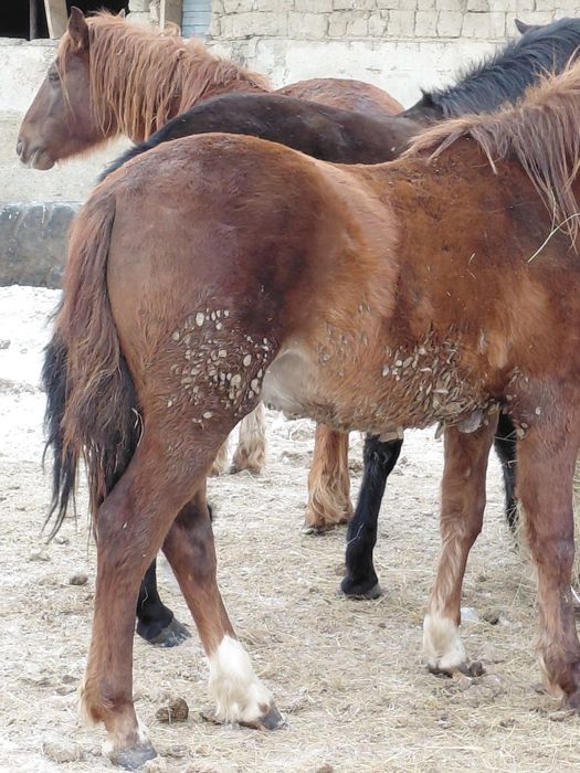 Семіз жылқылар сатылады
