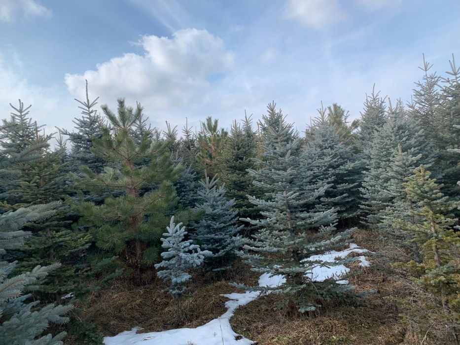 Елки сосна береза