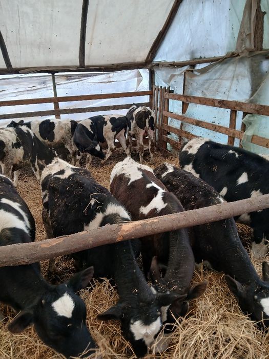 Vand vitei intarcati