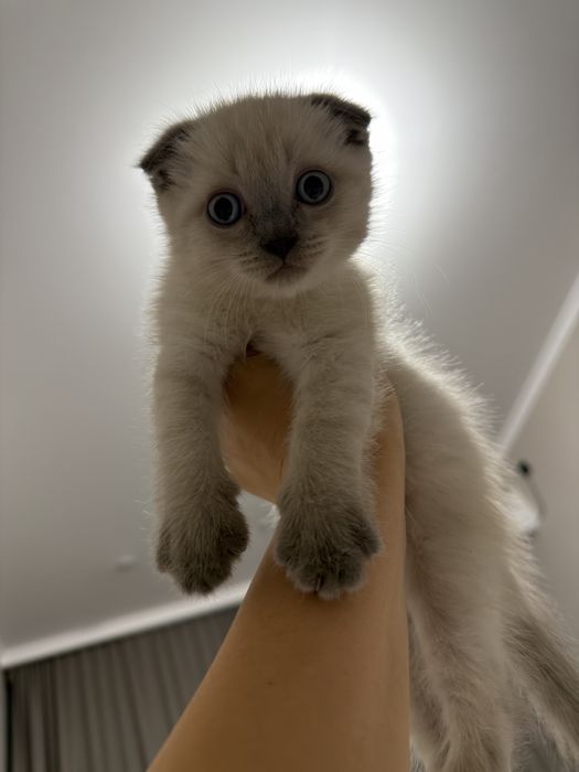 Милахи Котятки продам