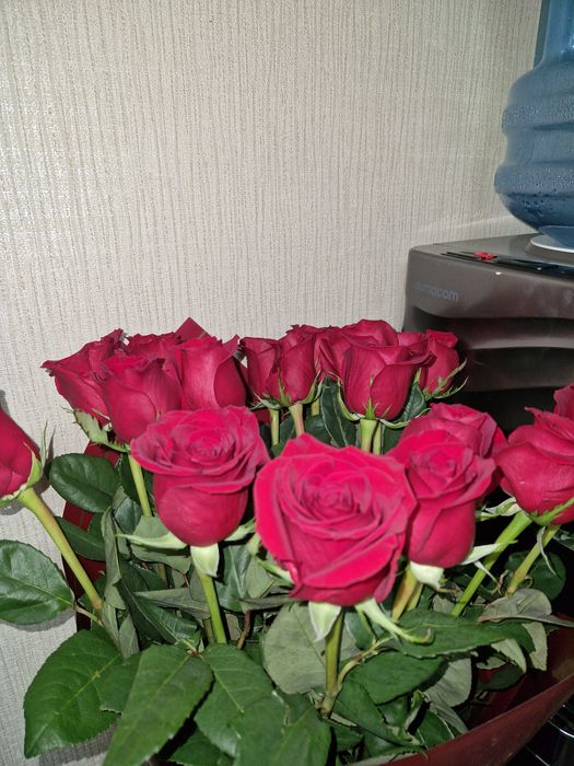 Продам свежий букет роз