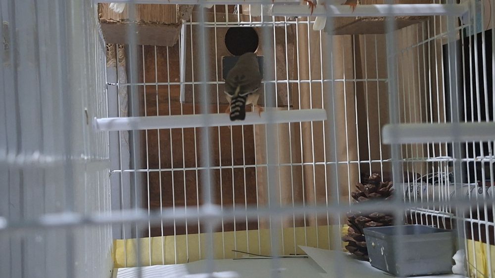 Амадинка кушлар 8 та