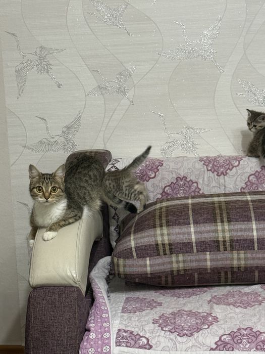 Раздаю котят бесплатно