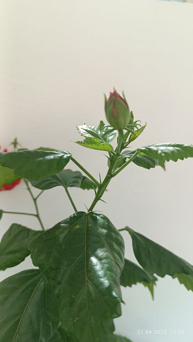 Китайска    роза