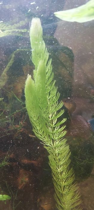 Отдам аквариумное растение " ёлочка" яванский мох" бесплатно, излишки