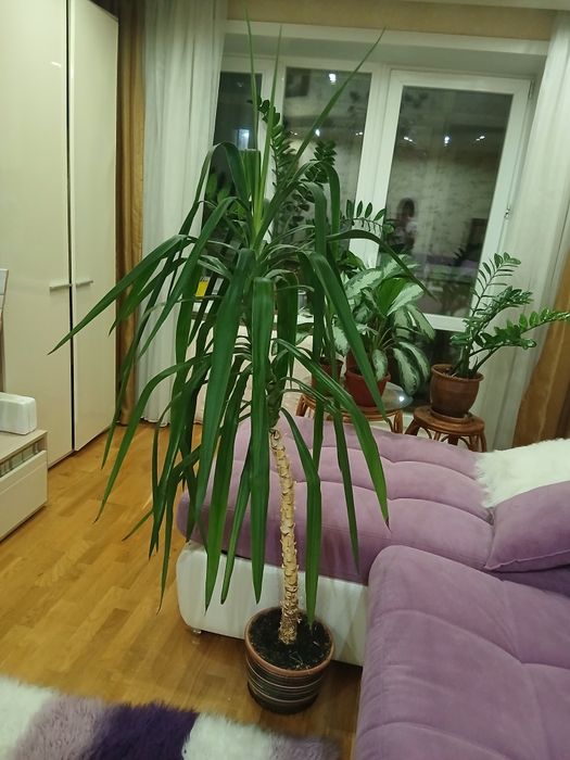 Продам комнатный цветок  юкка