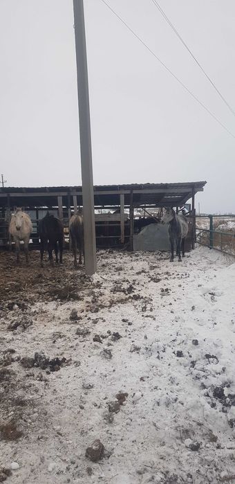 Продам орловских кобыл