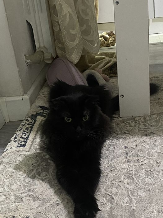 отдам кота в хорошие руки