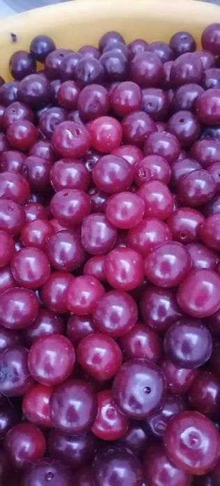 Продам вишню садовую