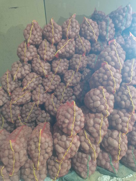 Cartofi consum și varză Gintama