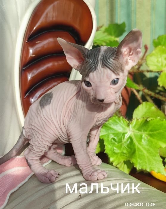 Сфинкс котята котик и кошечка