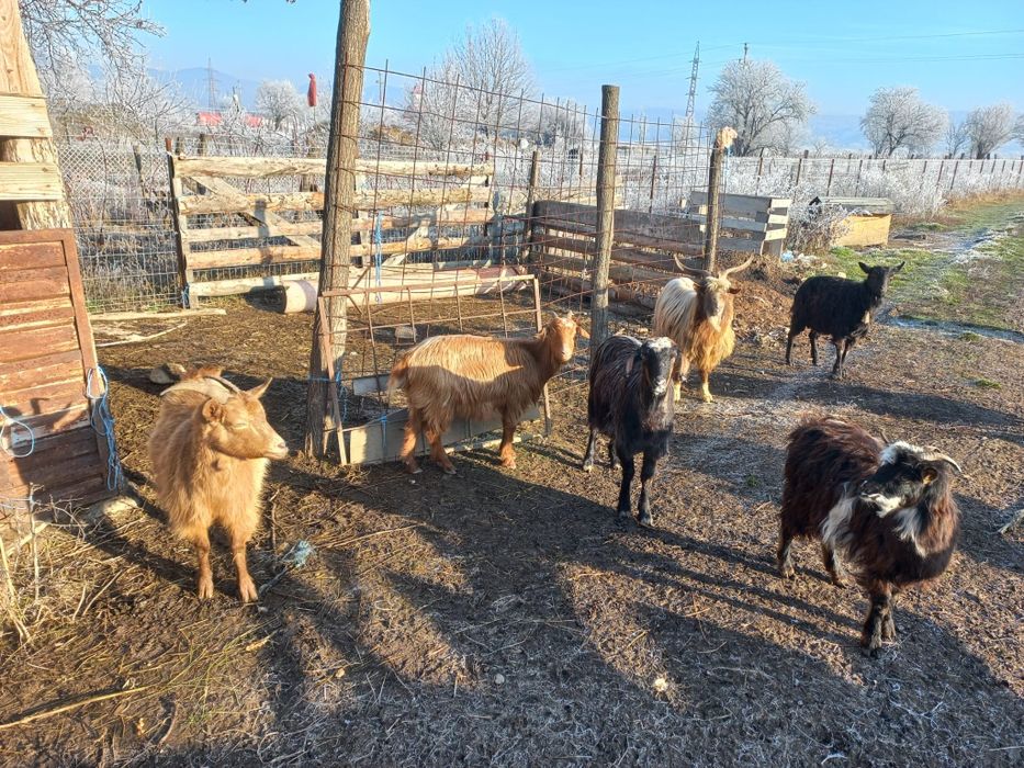 Vând  9  capre  cu 9  iezi