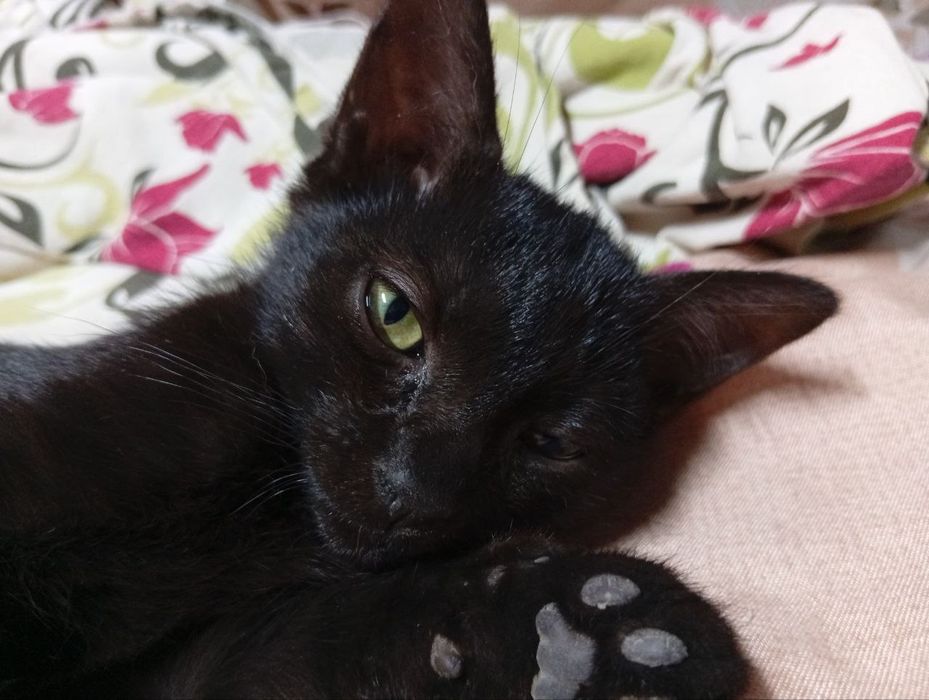 Котята даром 3 месяца