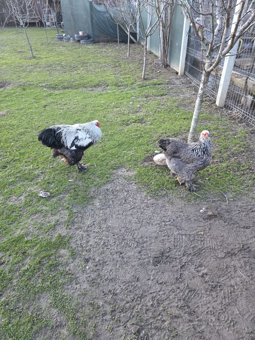 Ouă găini Brahma,mai multe culori