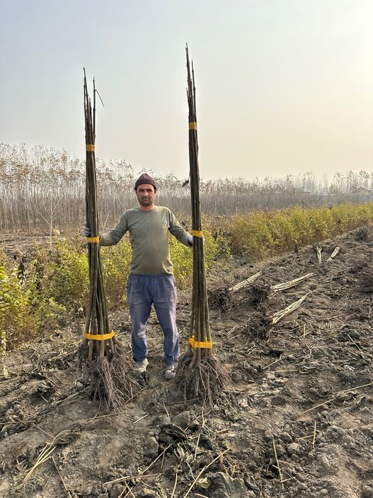 Павлония сотилади Pavloniya bor