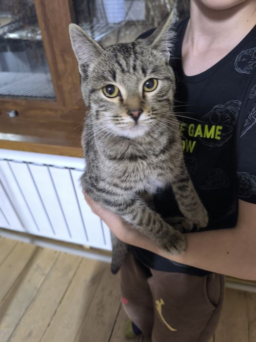 Отдадим кота в добрые руки