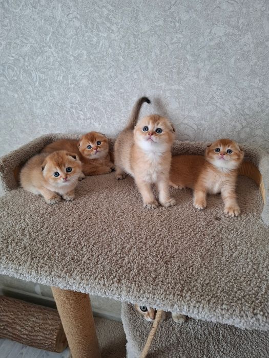 Шотландские Золотые Шиншилы