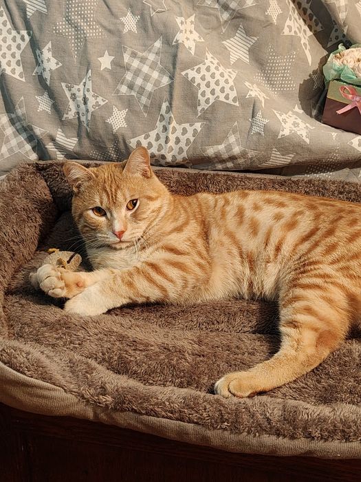 Отдам кота в добрые руки