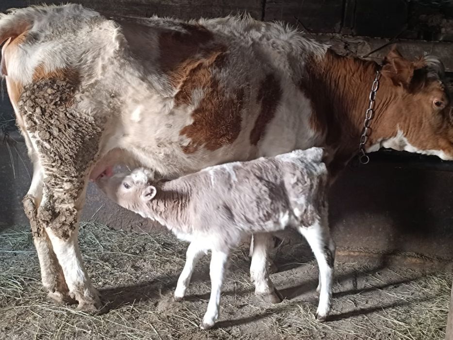 Продам корову с теленком