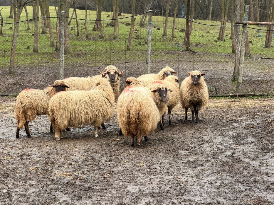 Vand oi pentru detalii sunati