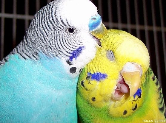 Волнистые попугаи взрослые и молодые